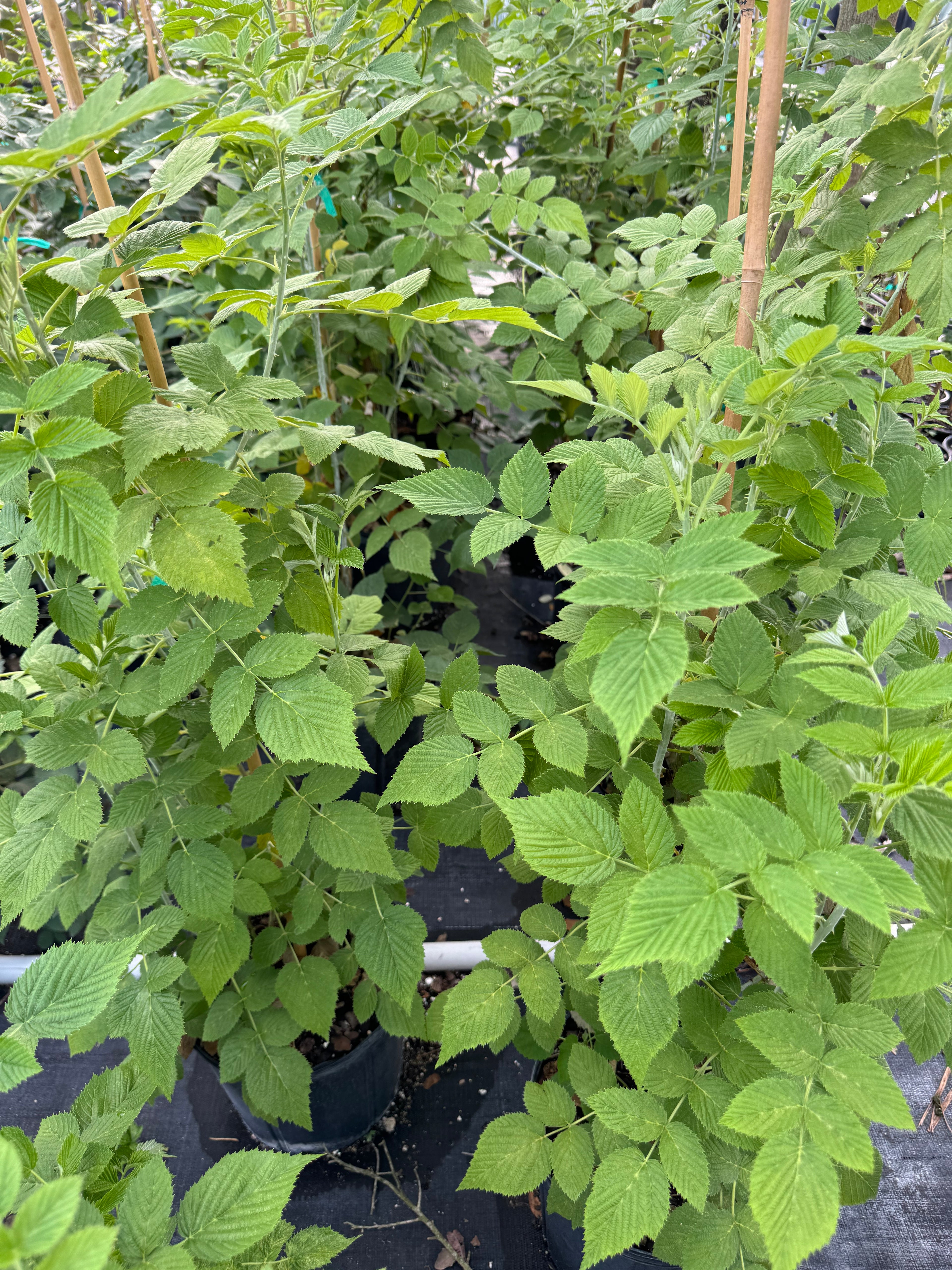 Raspberry Mysore Fruit Tree, Rubus niveus