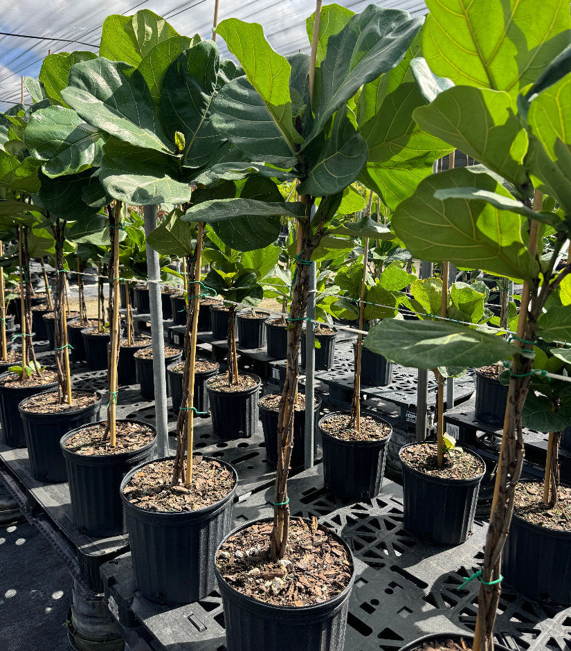 fiddle leaf fig braided trunk Braided Ficus Lyrata Tree Form, Fiddle Leaf Fig