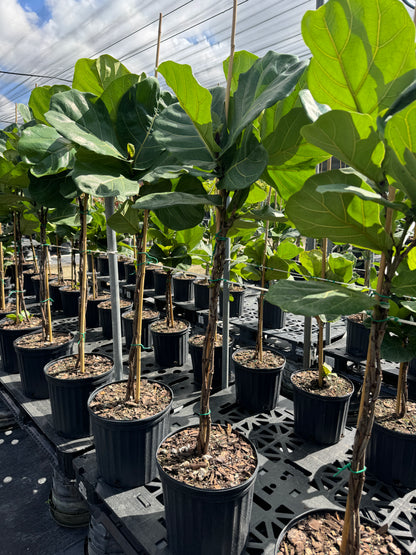 Braided Ficus Lyrata Tree Form, Fiddle Leaf Fig