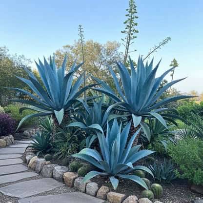 Super Blue Agave Americana, Century Plant