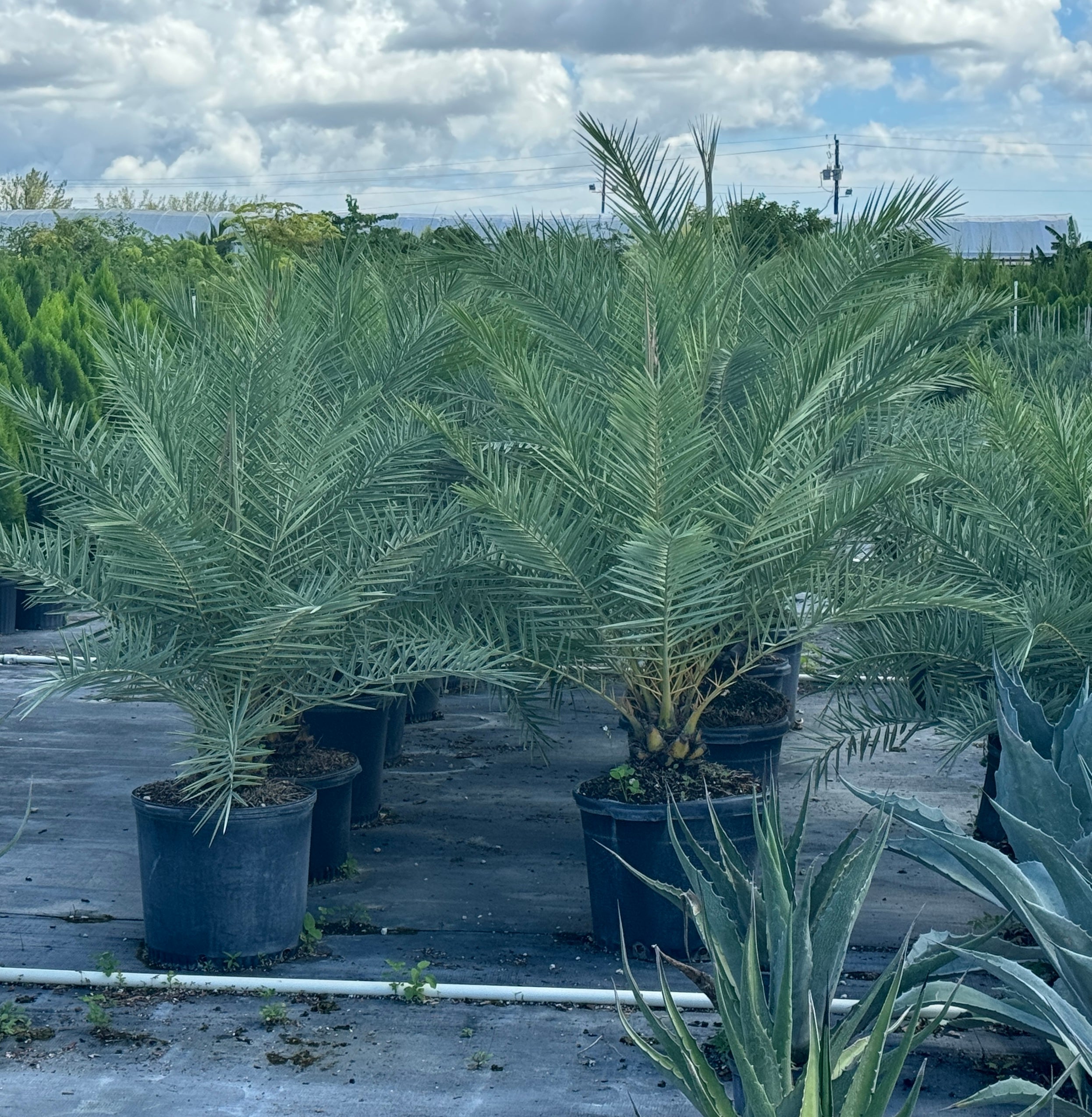 Sylvester Date Palm, Phoenix Sylvestris Robusta