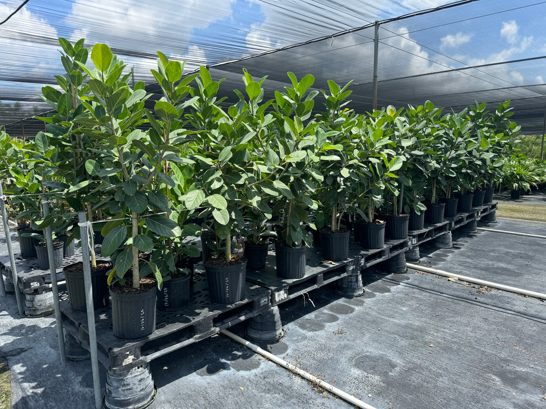 Ficus Audrey Bush Form, Ficus Benghalensisis Bengal Fig