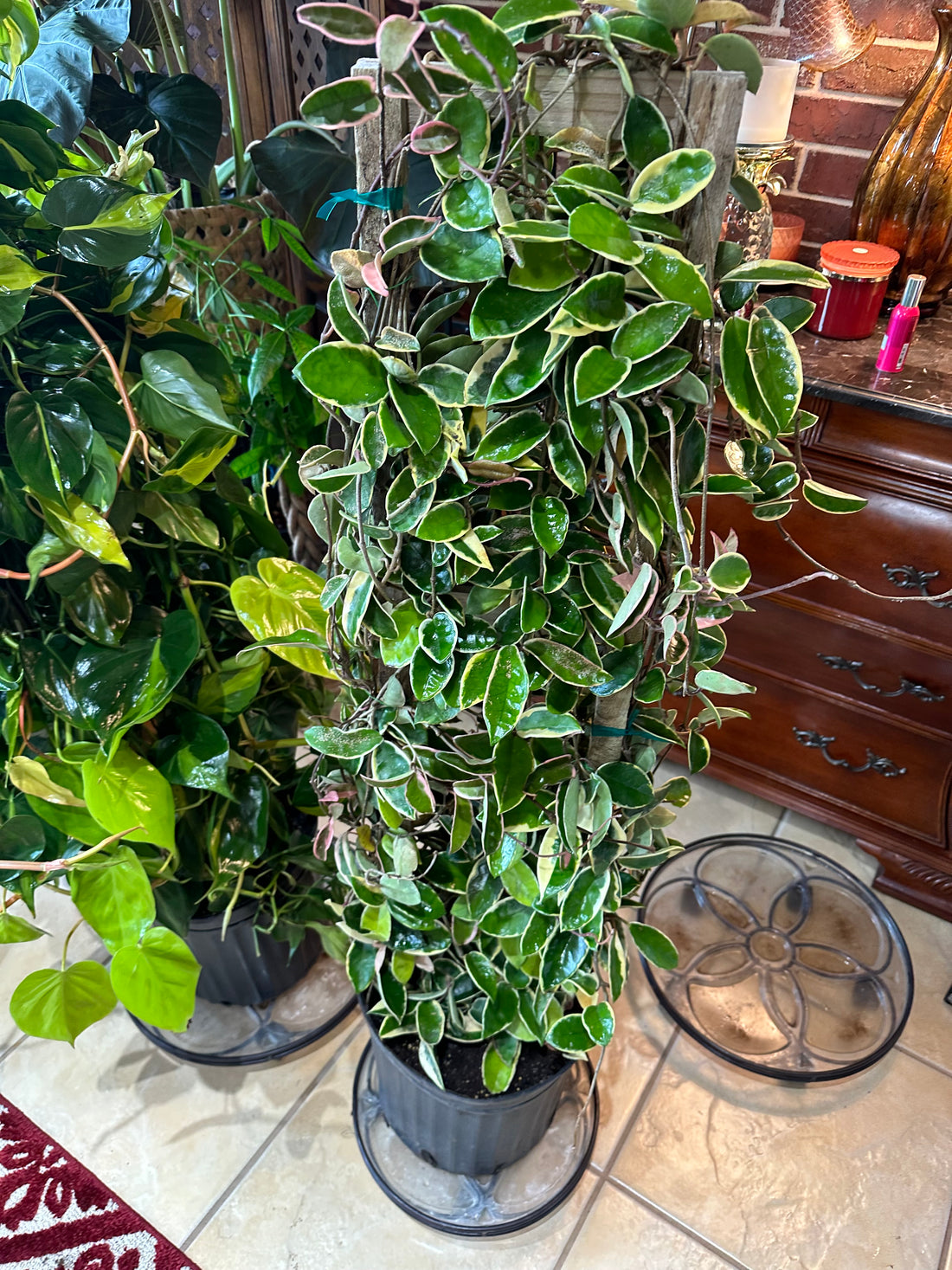 Hoya Krimson Queen in Trellis, Hoya Carnosa Variegated