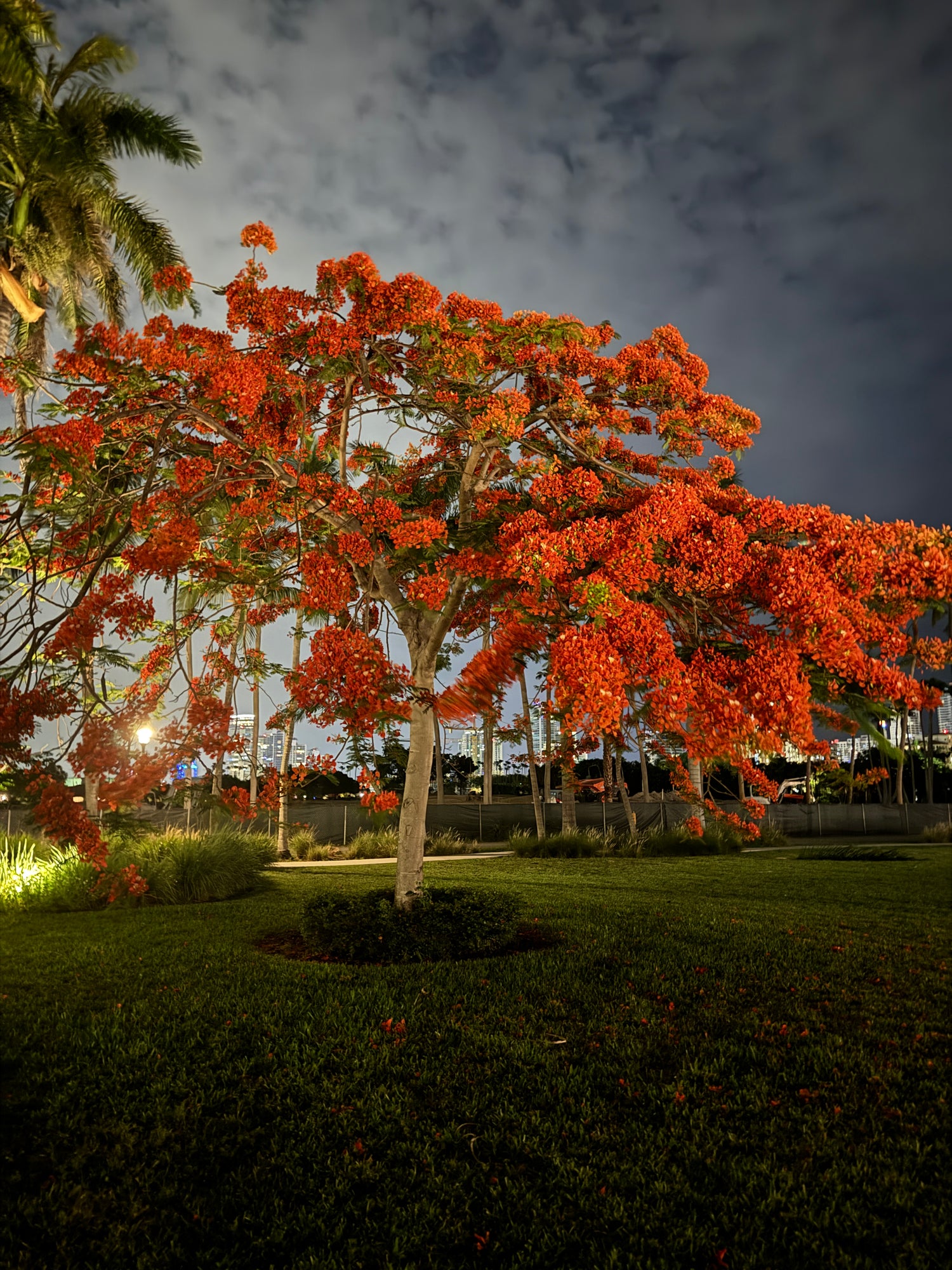 Royal Poinciana, Flamboyant Tree, Flame Tree, Key West Red