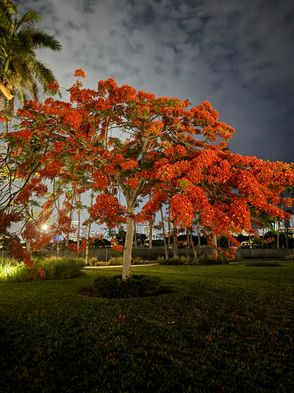 Royal Poinciana, Flamboyant Tree, Flame Tree, Key West Red