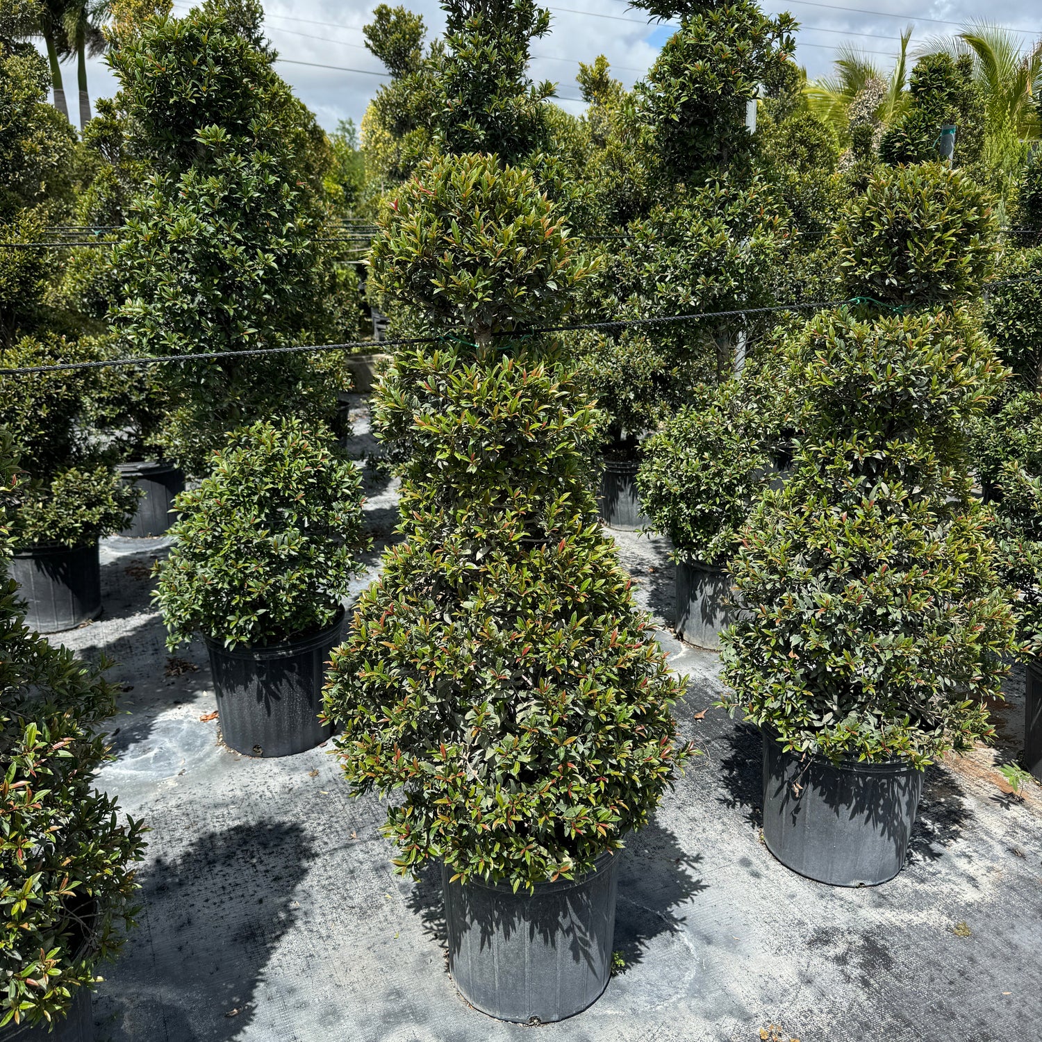 Mature Topiary Eugenia Chess Queen in a 3-gallon nursery pot for outdoor use to amplify formal garden pathways or patios.