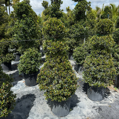 Mature Topiary Eugenia Chess Queen in a 3-gallon nursery pot for outdoor use to amplify formal garden pathways or patios.