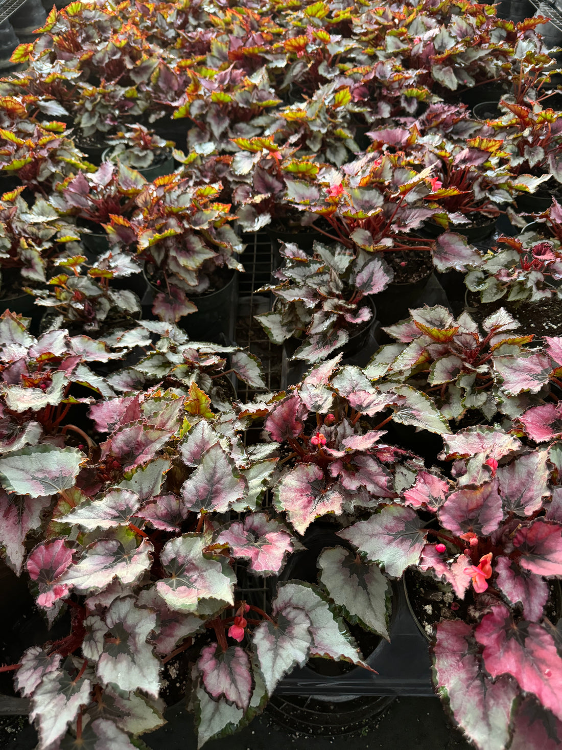 multiple Begonia Harmony&