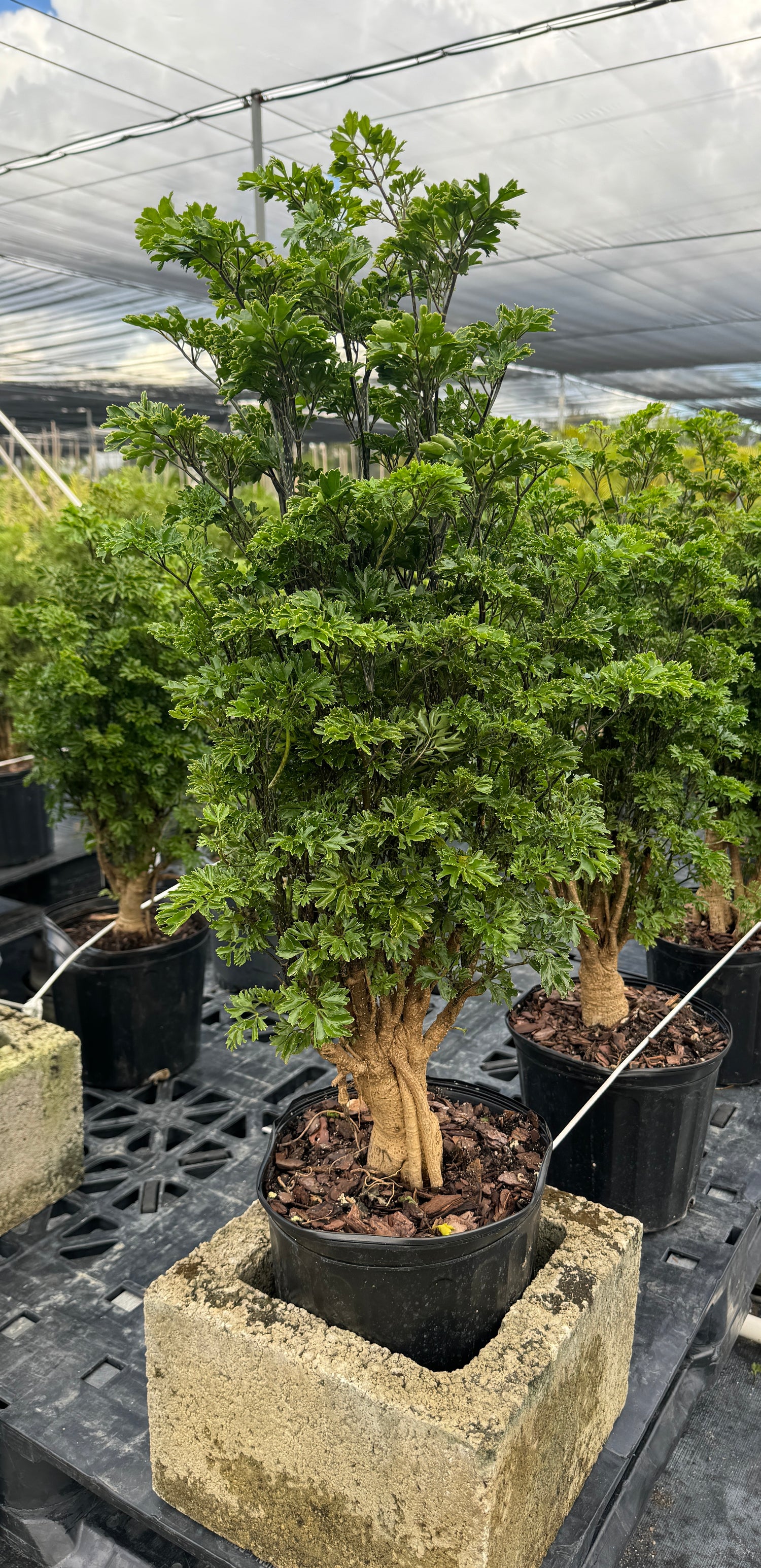 Aralia Chinese Ming Tree, Polyscias Fruticosa