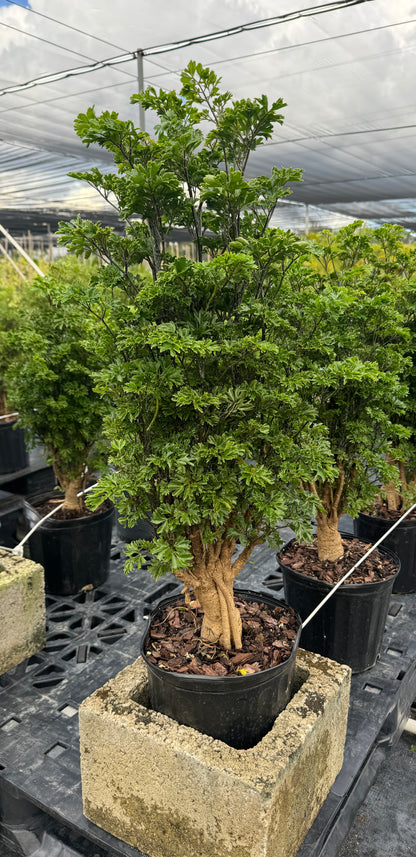 Aralia Chinese Ming Tree, Polyscias Fruticosa