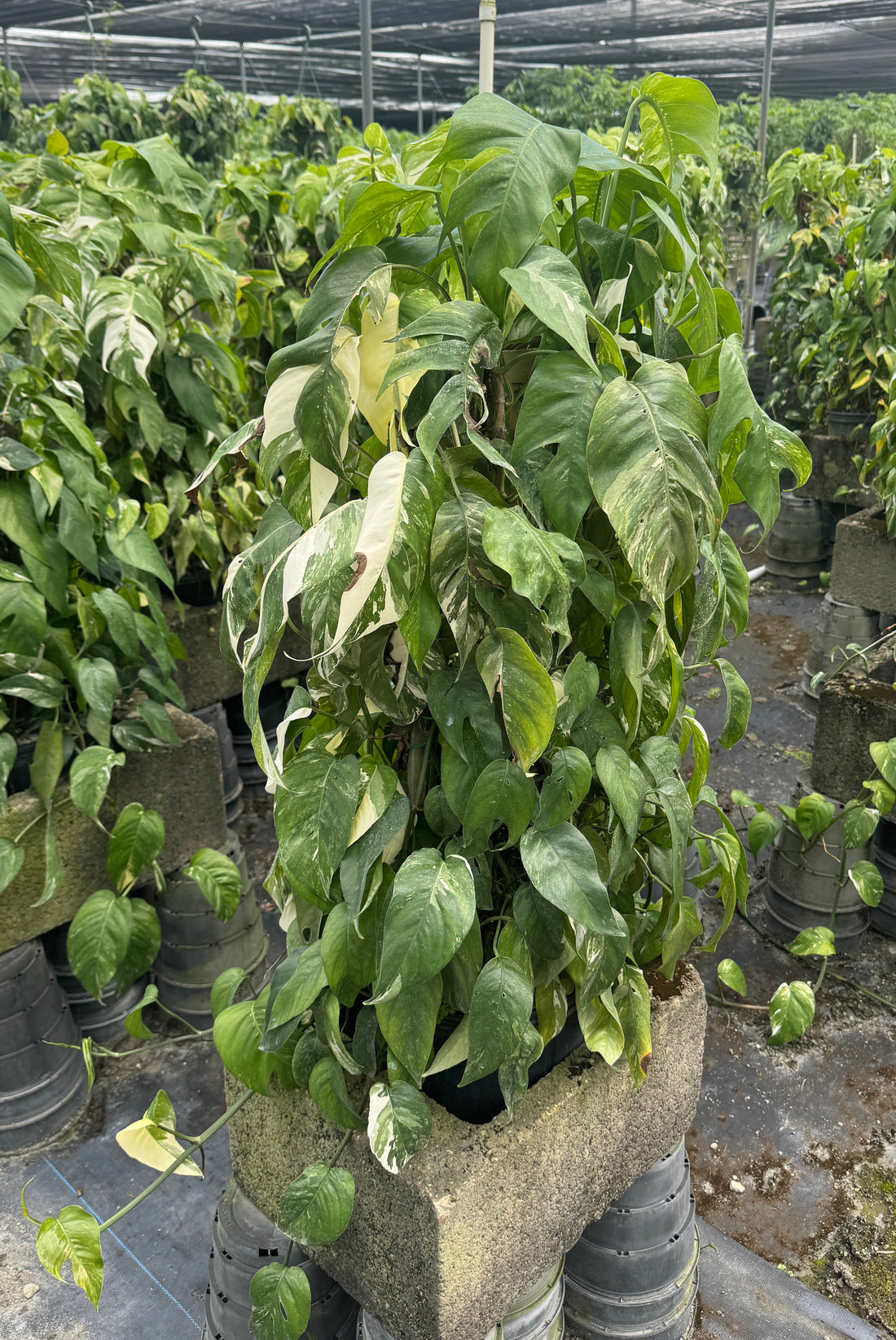 Pothos Albo Variegated in Trellis