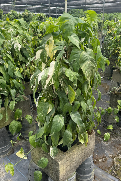 Pothos Albo Variegated in Trellis