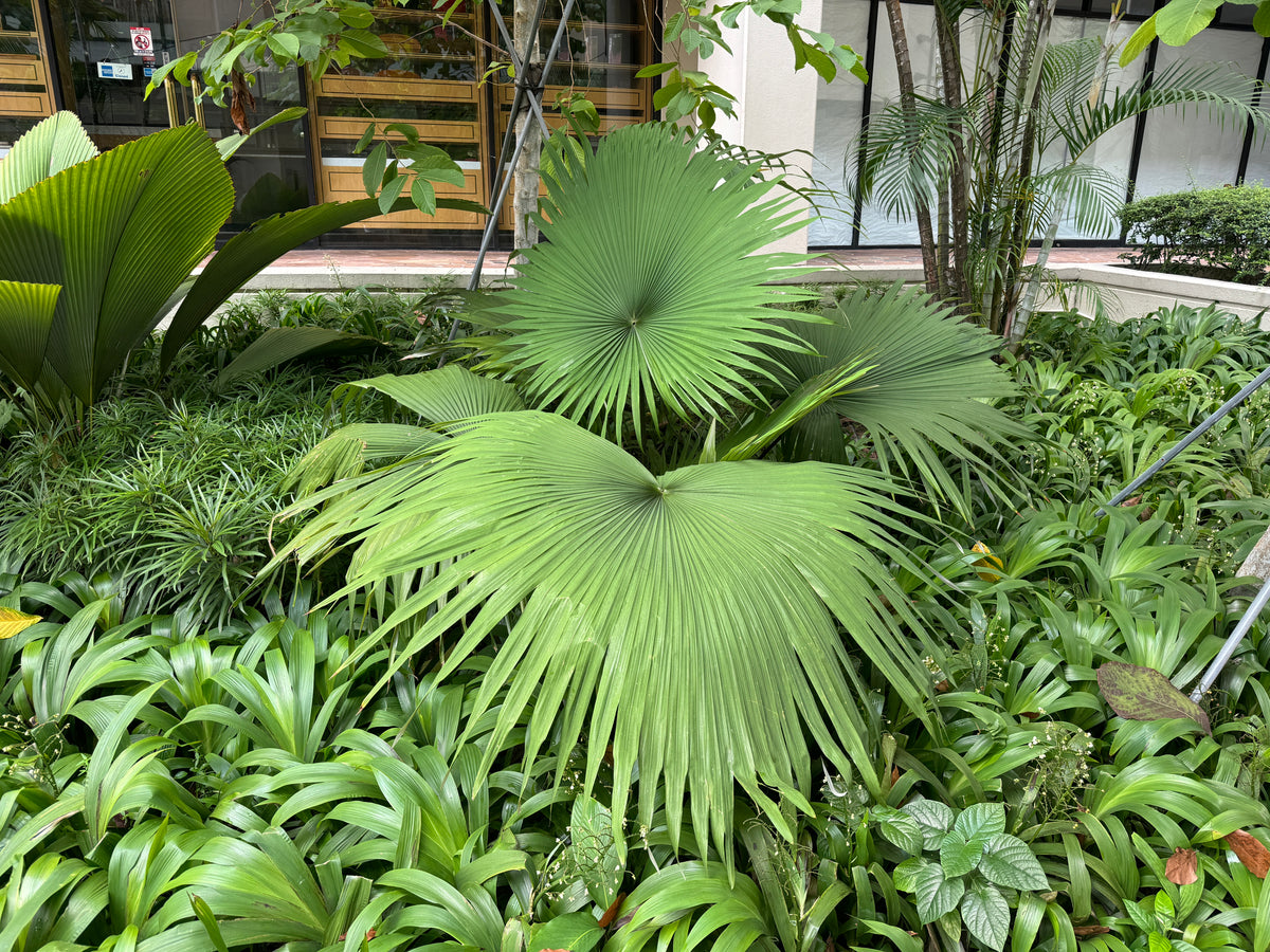 Kerriodoxa Elegans Palm Tree, Rare and Exotic