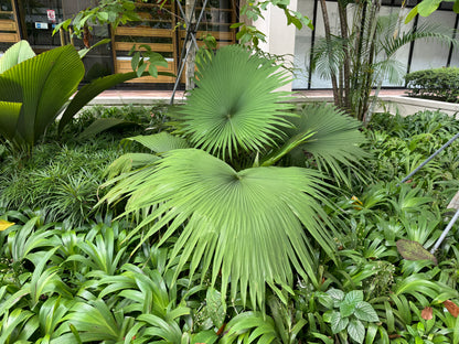 Kerriodoxa Elegans Palm Tree, Rare and Exotic