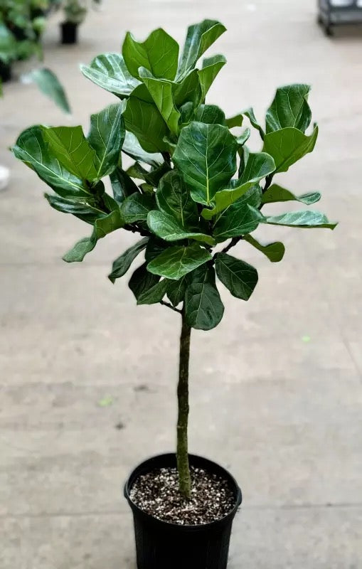 Ficus Bambino Tree Form Single Stem, Fiddle Leaf Fig Tree