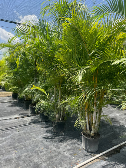 Areca Palm, Golden Cane, Dypsis Lutescens