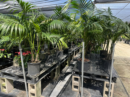 Kentia Palm, Howea Forsteriana, Exotic and Rare