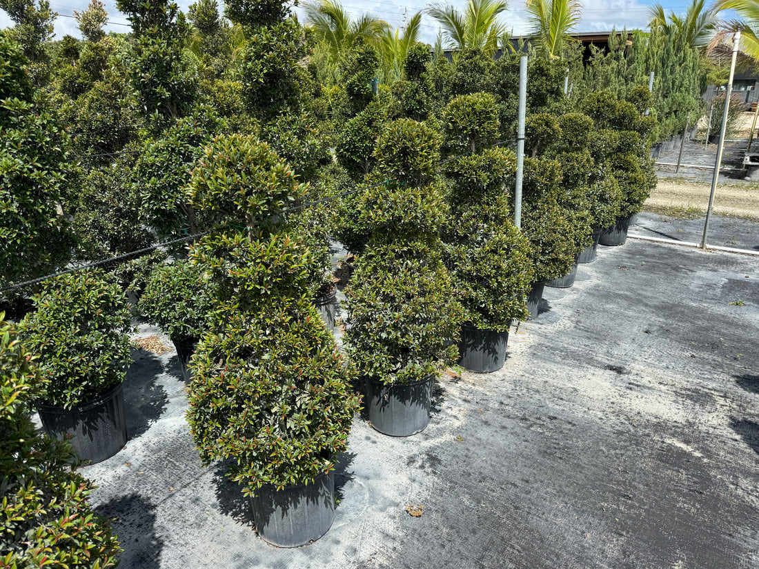 Topiary Eugenia Chess Pawn