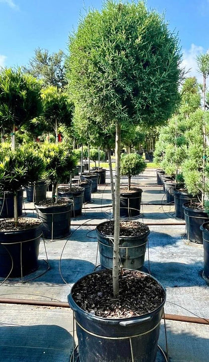 Topiary 1-Ball Carolina Sapphire Tree Form