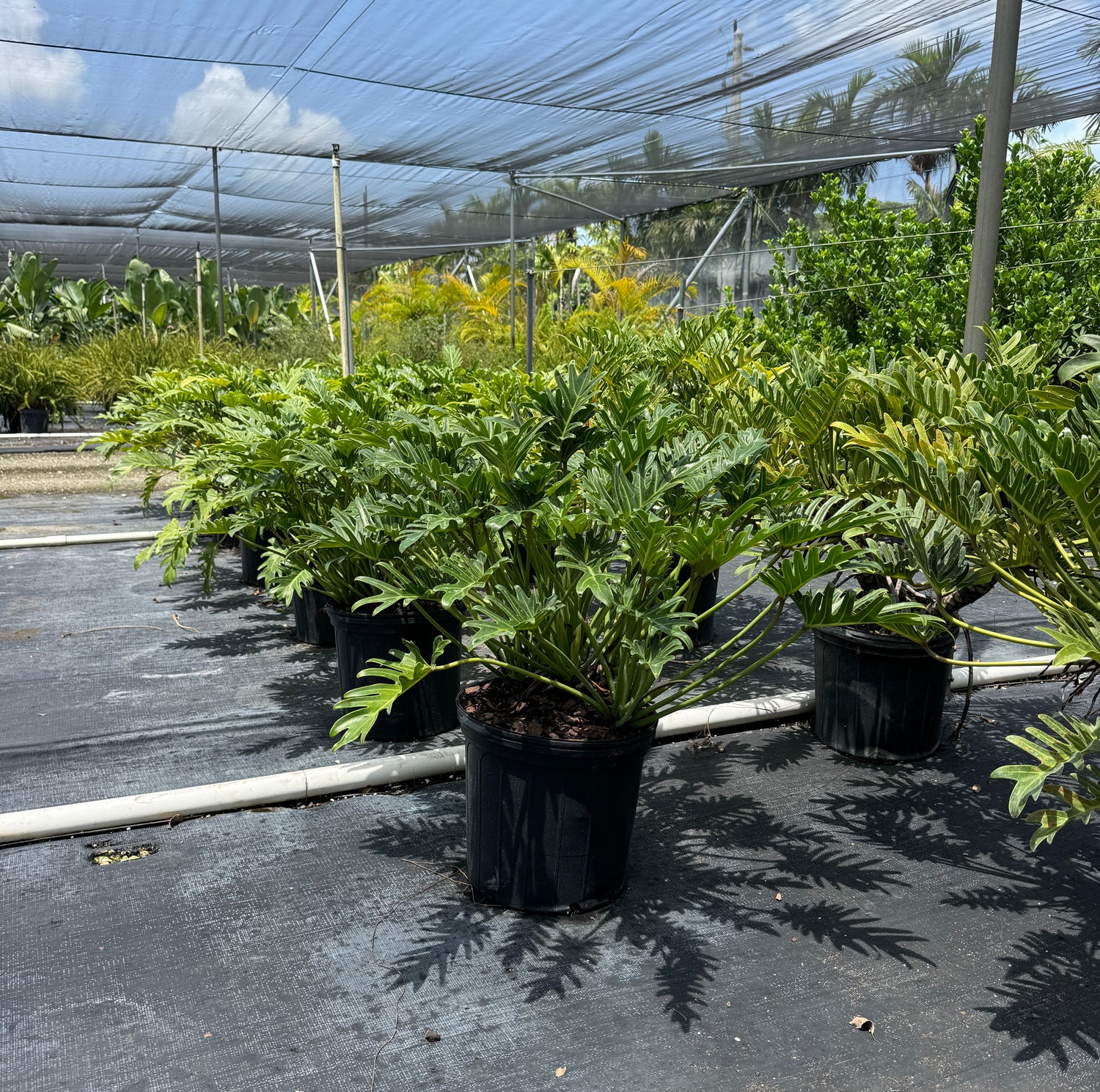 A row of potted philodendron xanadgreen plants in black plastic pots, growing under a black mesh shade cloth in a nursery or greenhouse setting. 