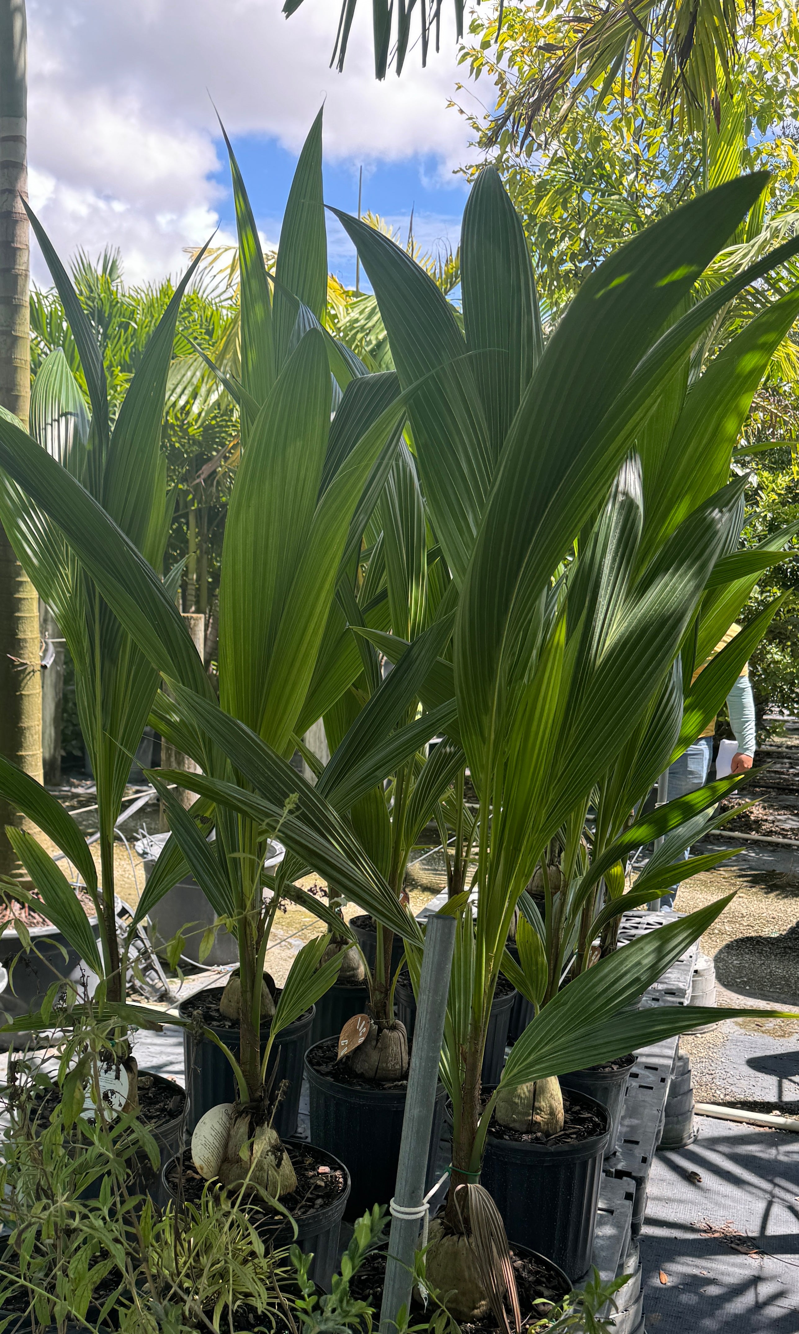 Coconut Palm Tree, Green Malayan Cocos nucifera