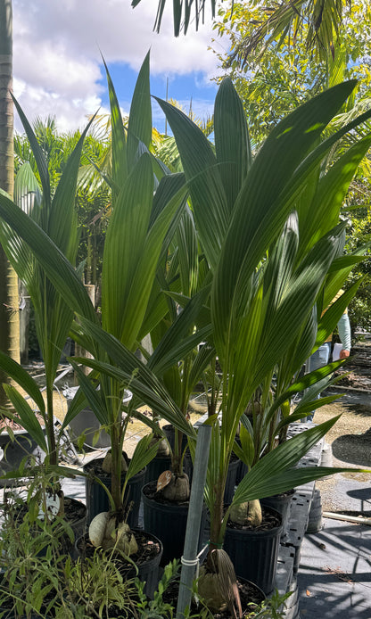 Coconut Palm Tree, Green Malayan Cocos nucifera