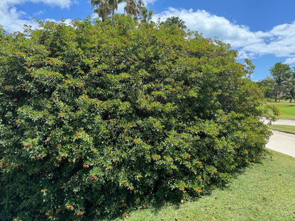 FireBush Hamelia patens &