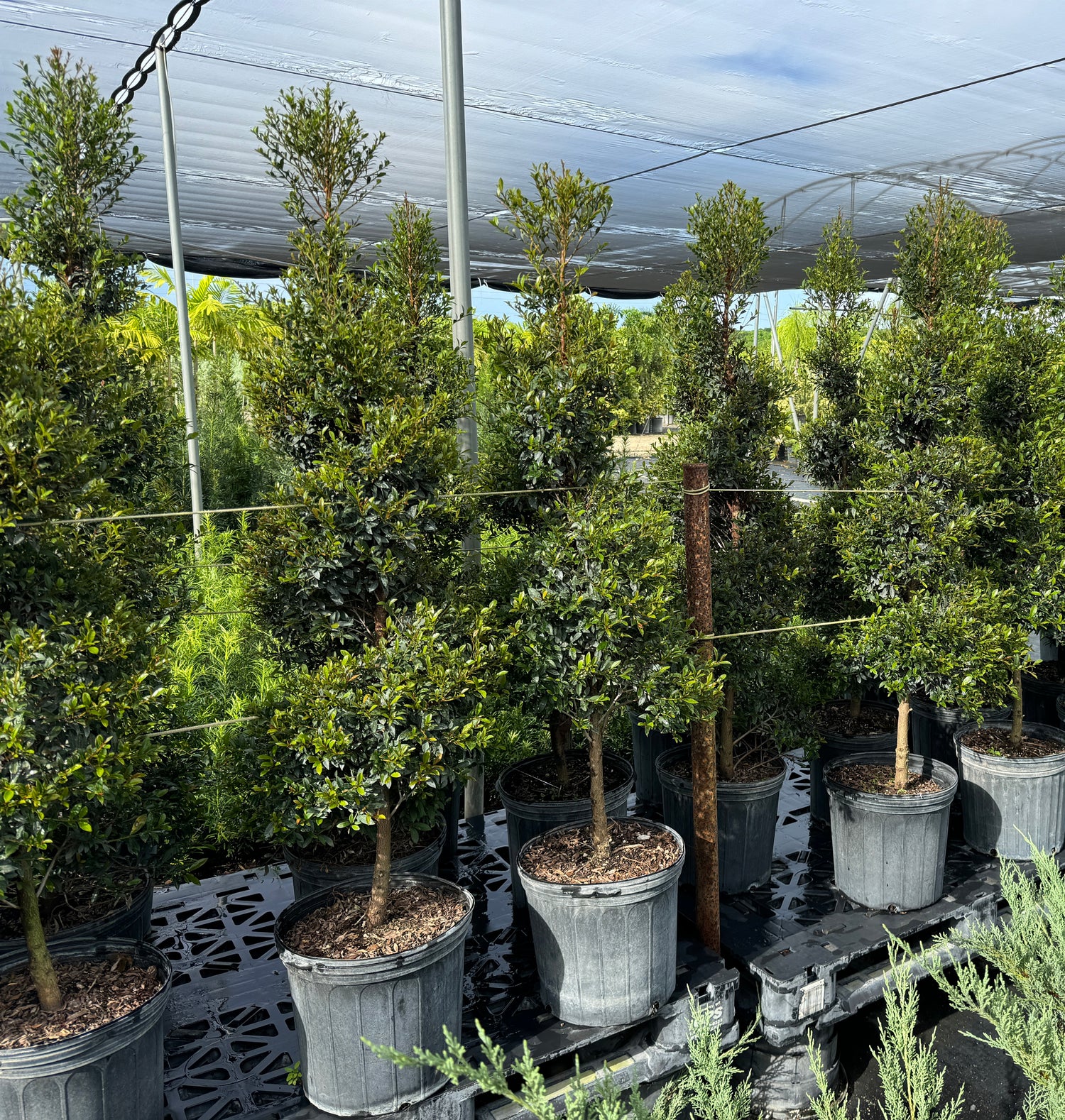 Topiary Eugenia Spiral, Tree Form