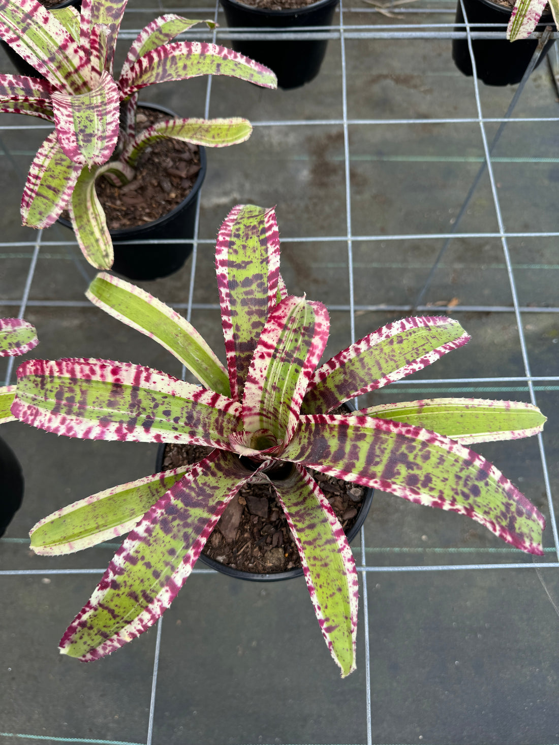 Bromeliad, Neoregelia Hypnotic