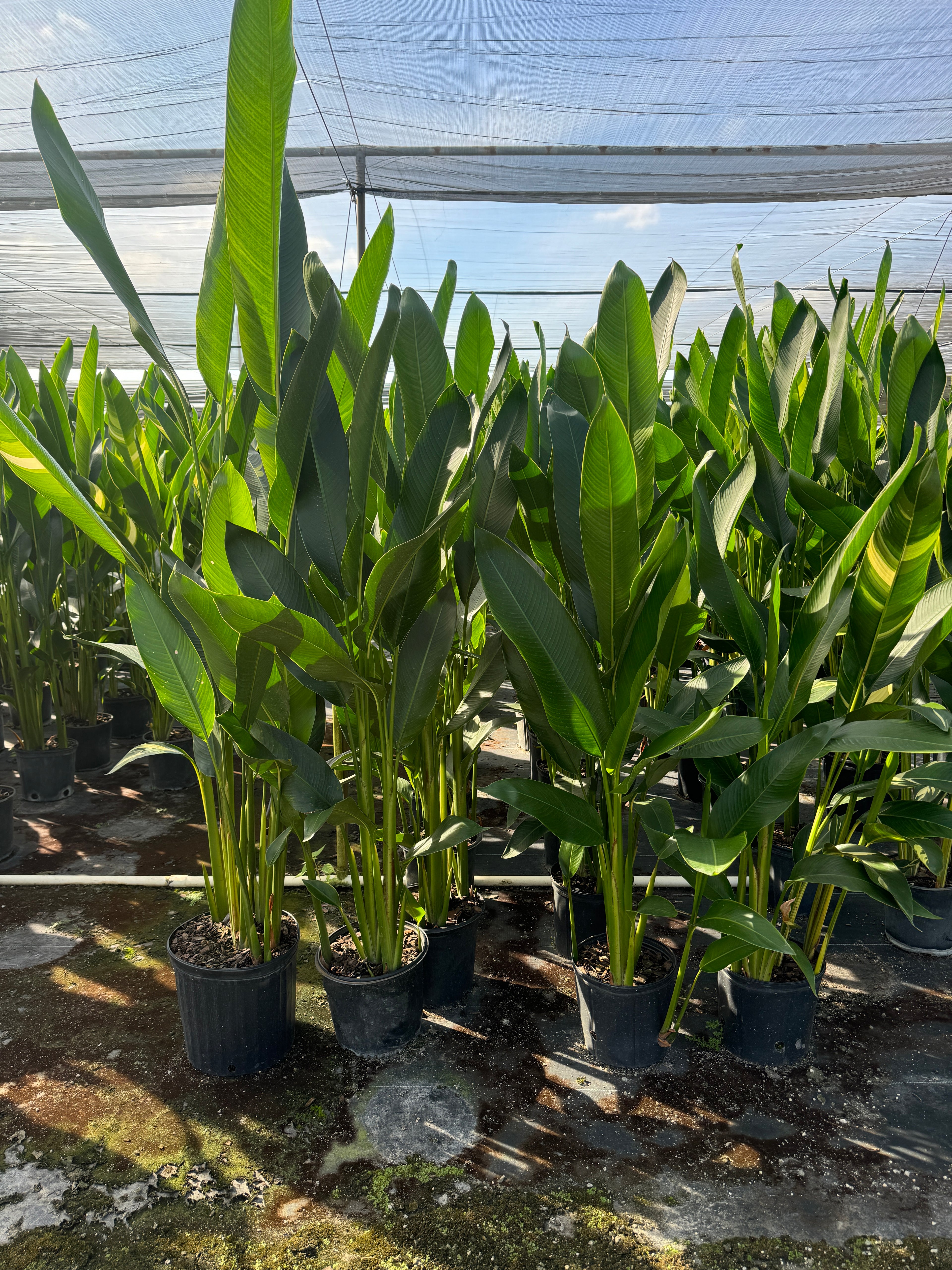 Heliconia psittacorum &