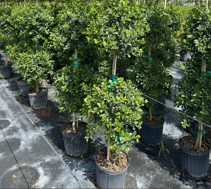 Topiary Eugenia 2-Ball Tree Form in 2gal pot in rows 
