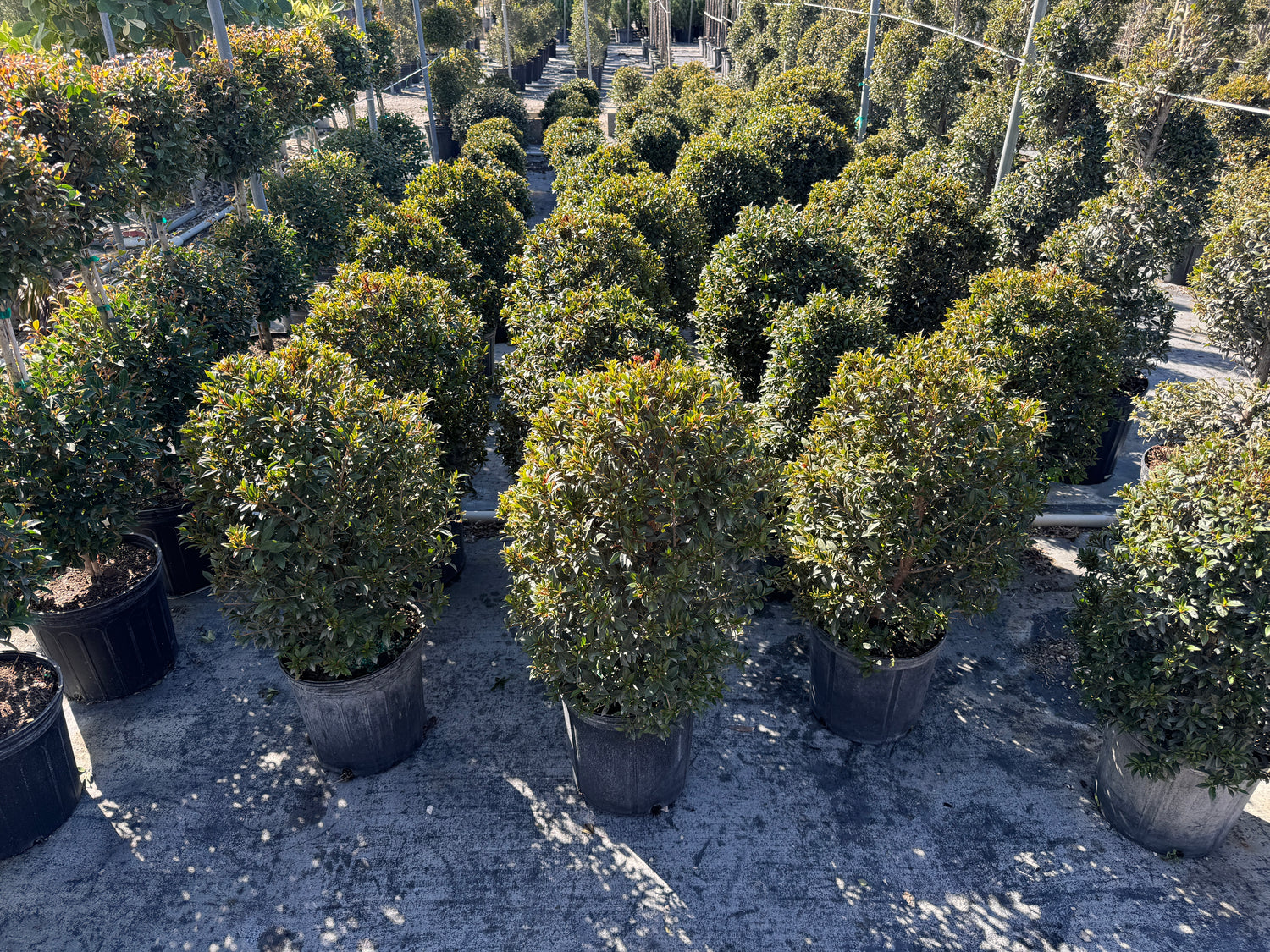 Topiary Eugenia Cosmic Egg Shape