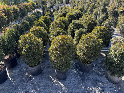 Topiary Eugenia Cosmic Egg Shape