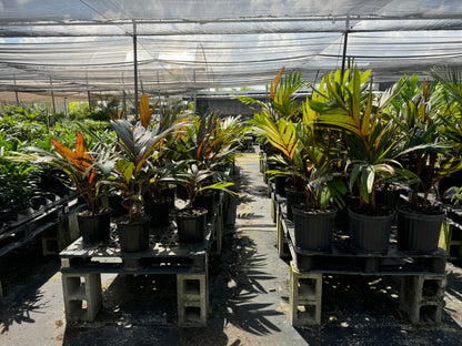Areca Vestiaria, Red Crownshaft Palm, Rare and Exotic