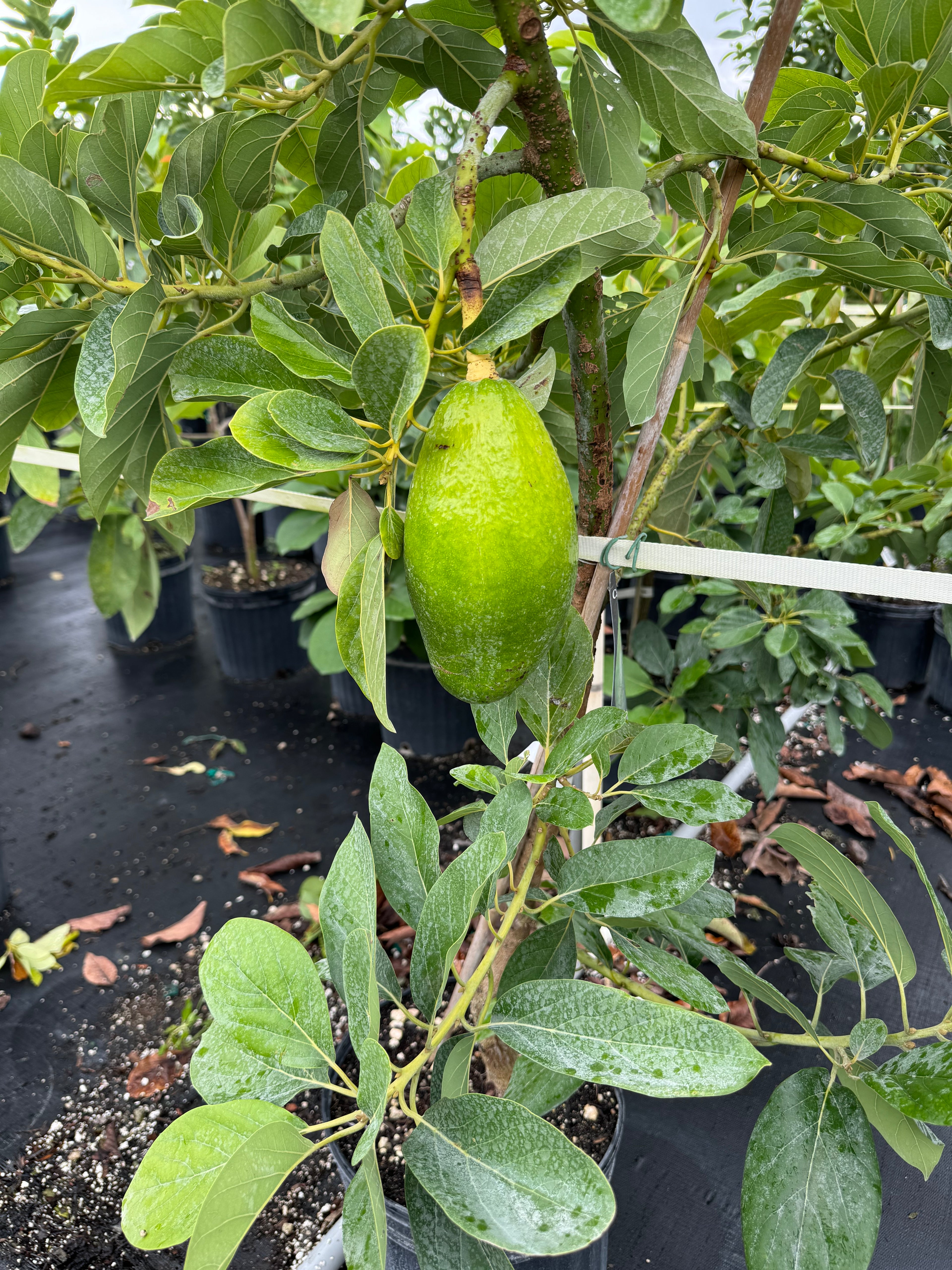 Avocado Fruit Tree Cold Hardy, Persea Americana