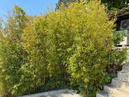 Alphonse Karr Bamboo, Bambusa multiplex