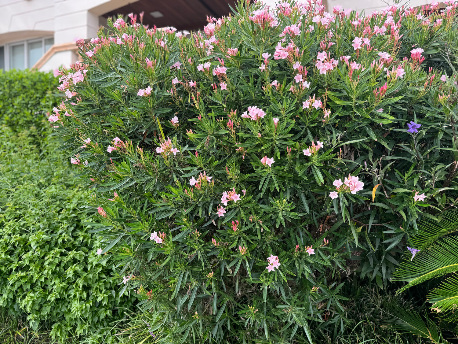 Oleander Calypso Pink Flowering Tree