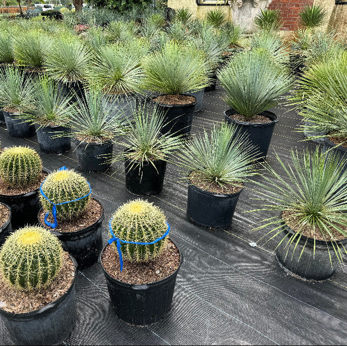 Yucca Rostrata Beaked Yucca, Desert Jewel Palm – Eureka Farms