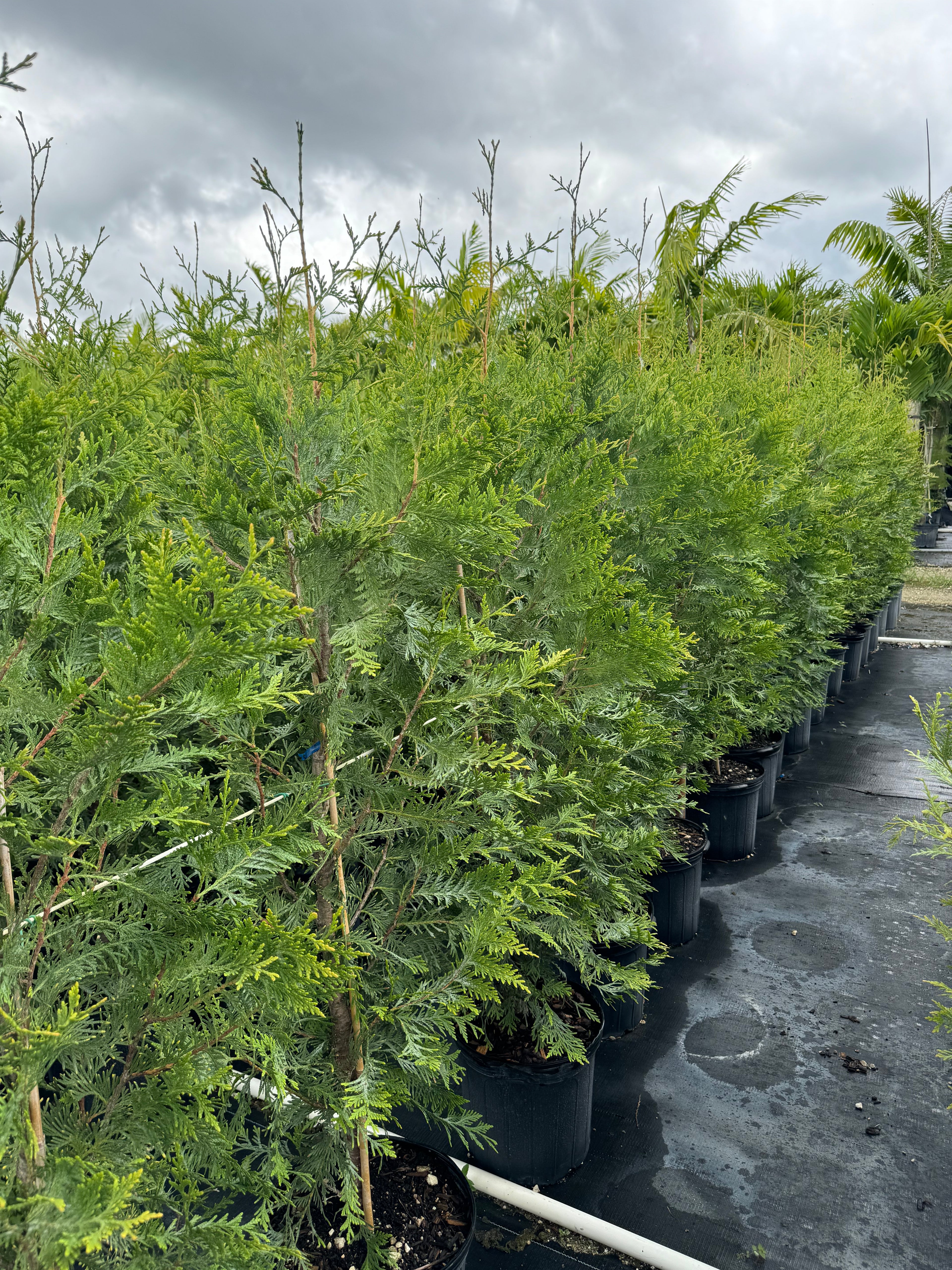 Thuja Green Giant Arborvitae