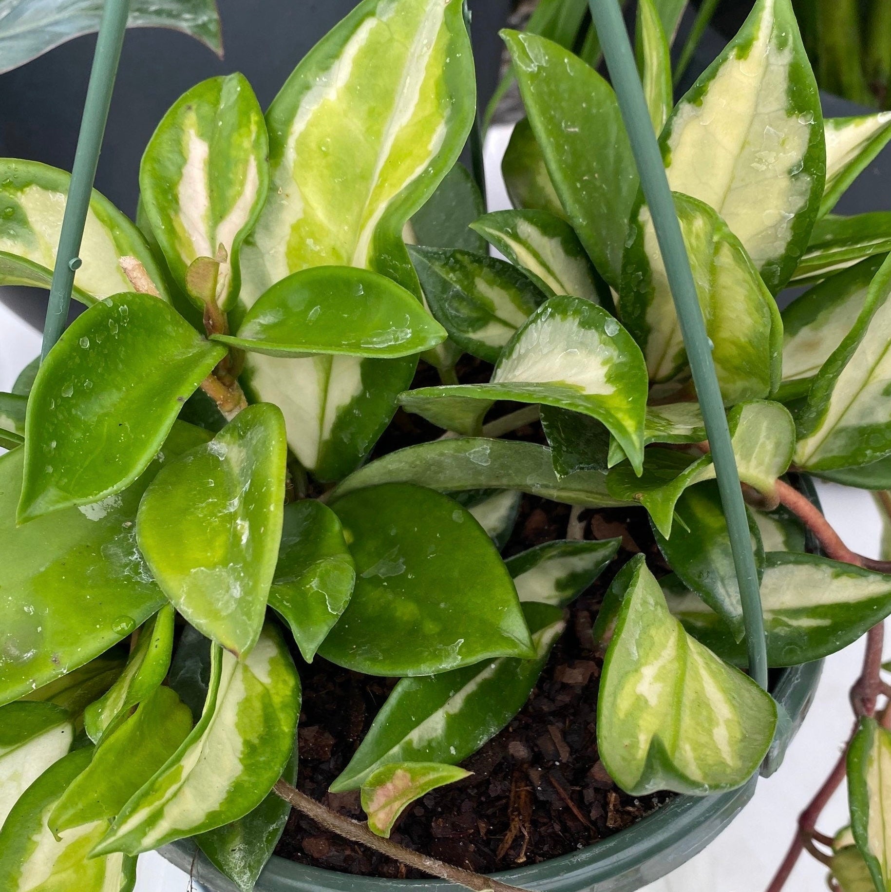 Hoya Tri-color Variegata in Trellis | Eureka Farms
