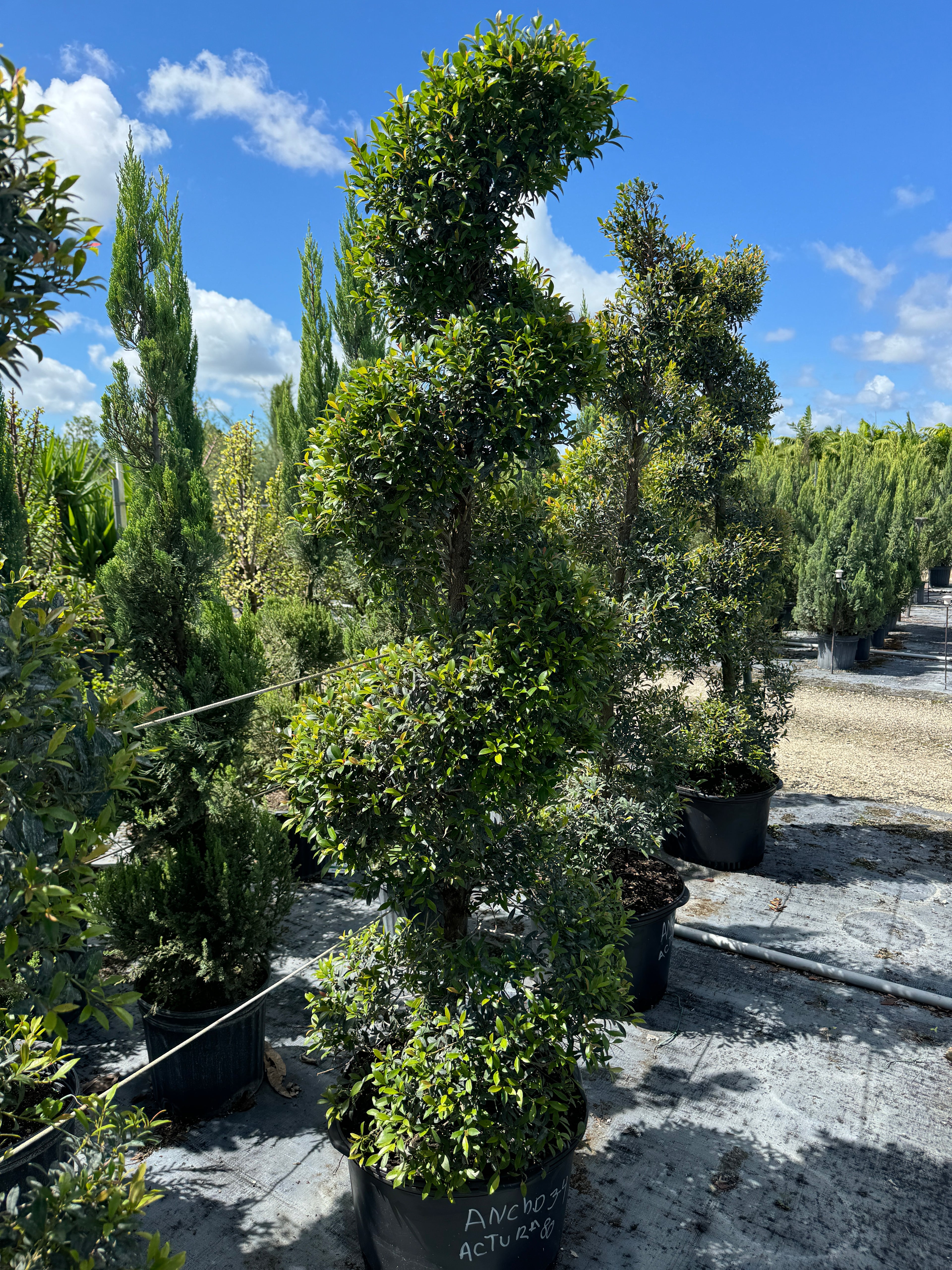 Topiary Eugenia Spiral