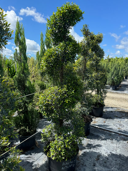 Topiary Eugenia Spiral