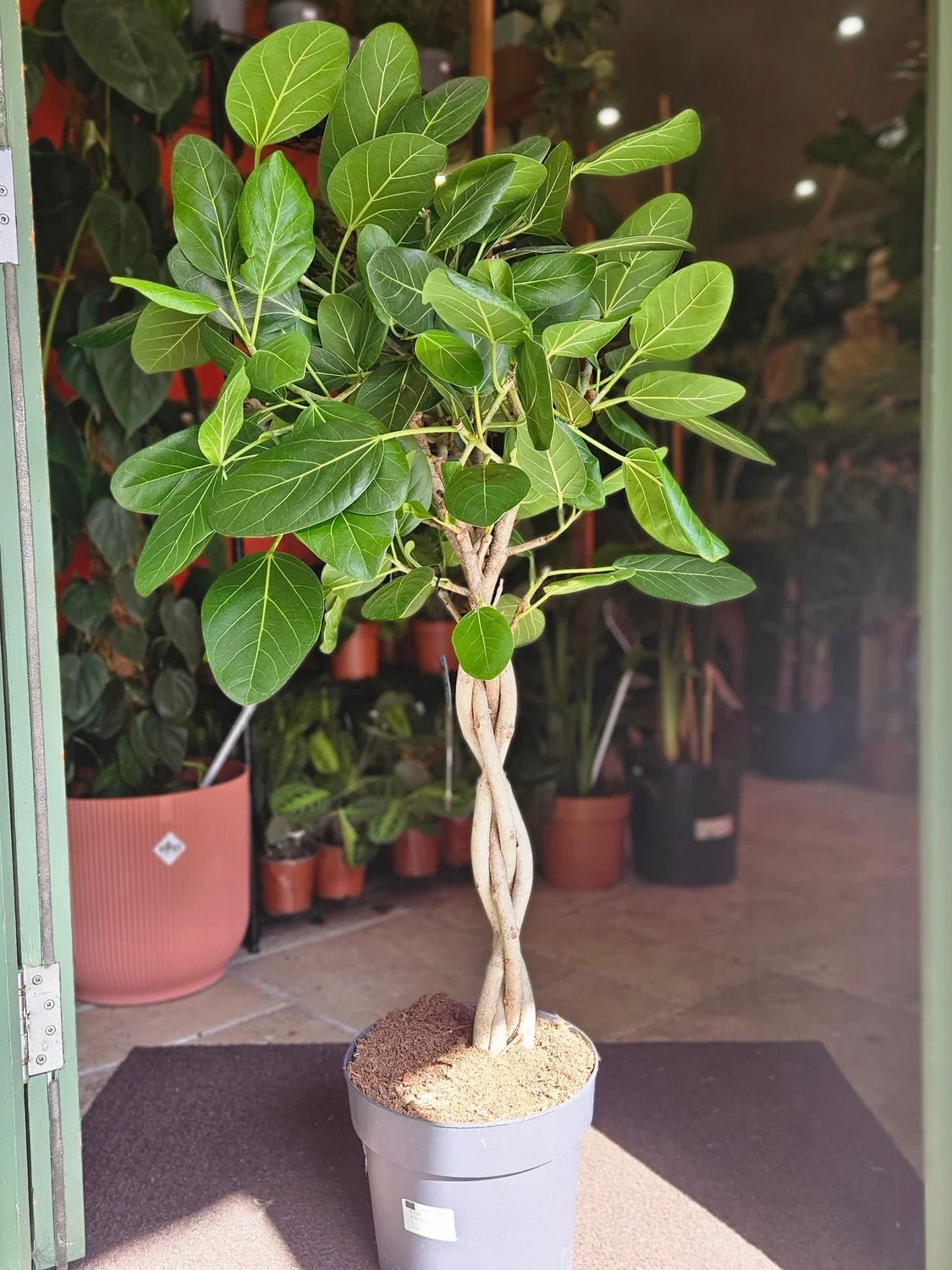 Braided Ficus Audrey Tree Form Multi Stem, Bengal Fig