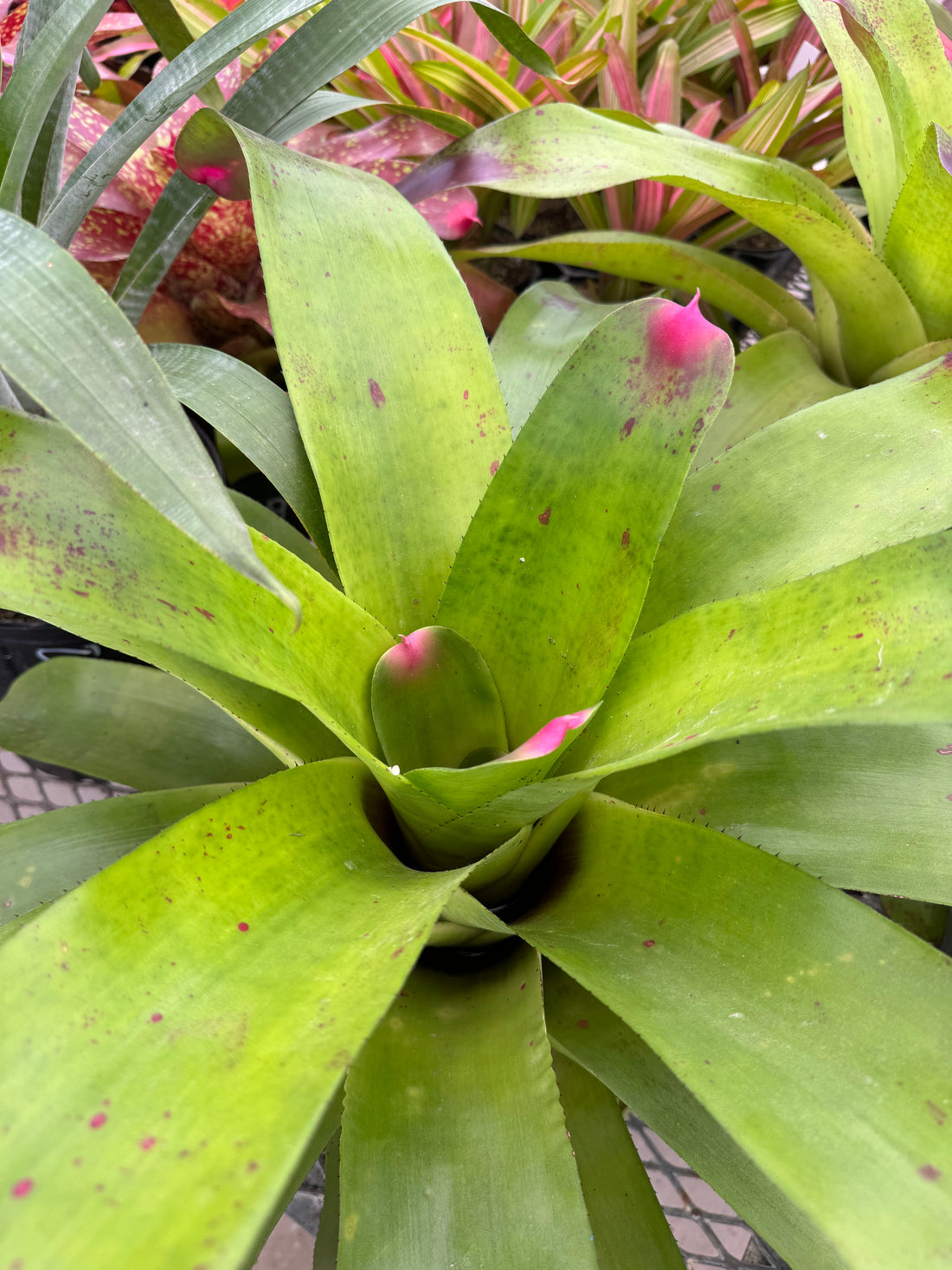 Bromeliad, Neoregelia Johannis