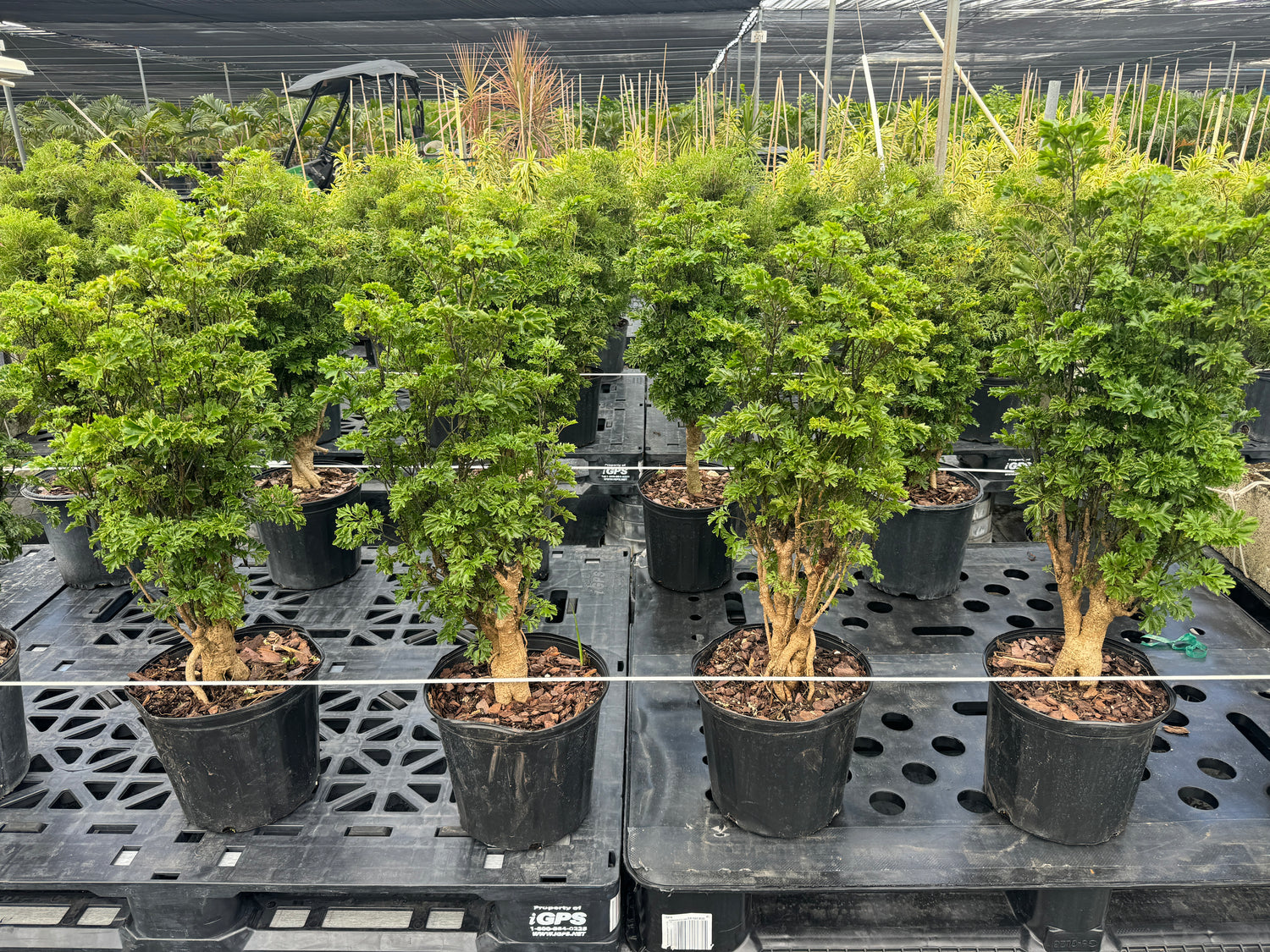 Aralia Chinese Ming Tree, Polyscias Fruticosa