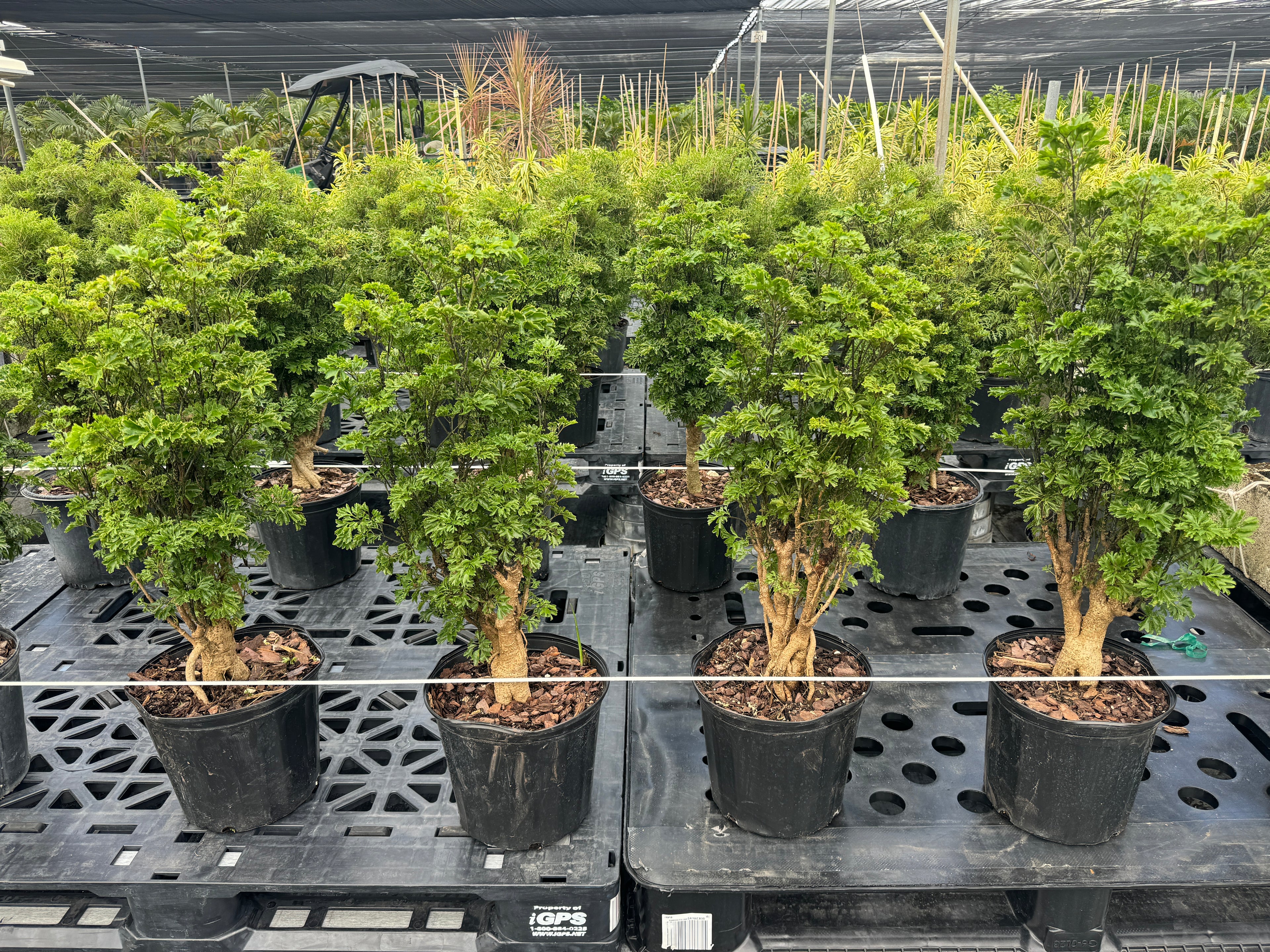Aralia Chinese Ming Tree, Polyscias Fruticosa
