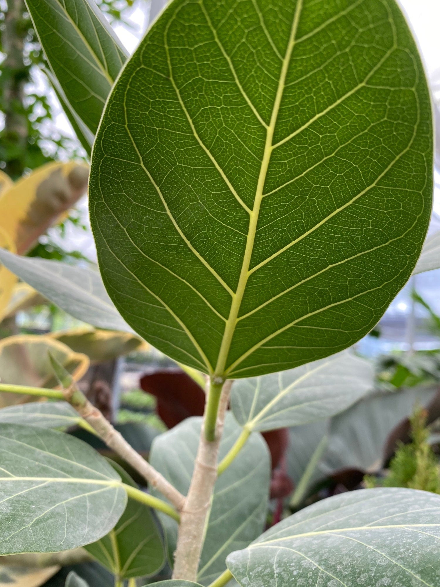 ficus audrey brown tips Buy Ficus Audrey Bush Form