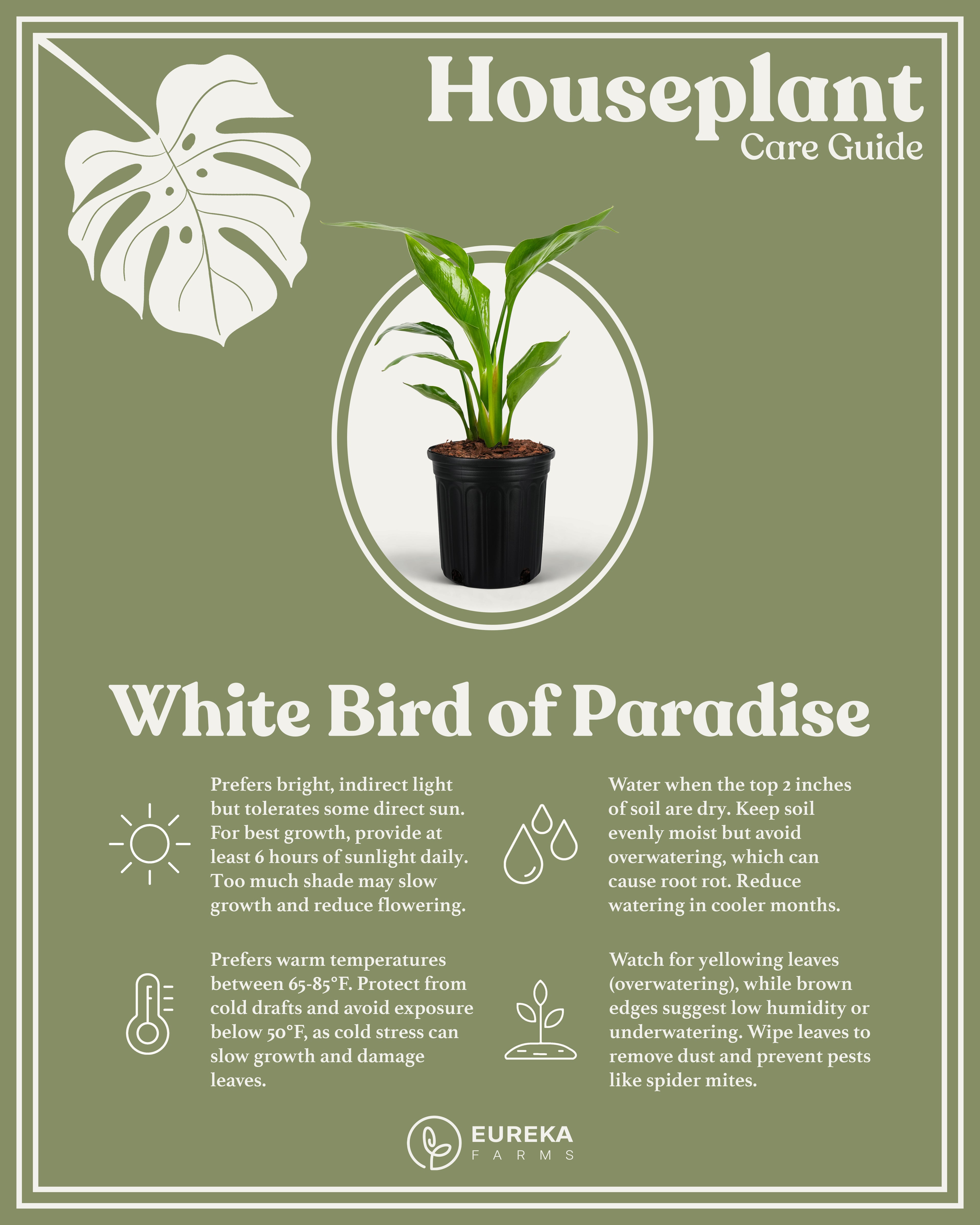 Bird of Paradise White, Strelitzia Nicolai