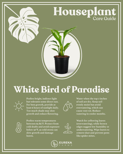 Bird of Paradise White, Strelitzia Nicolai