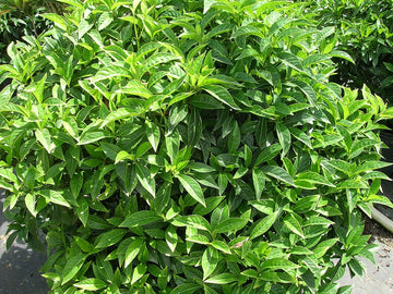 Bahama Wild Coffee Tree